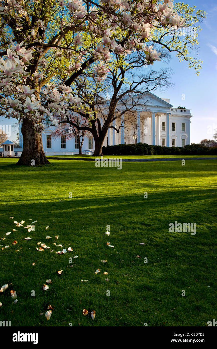 Les fleurs de cerisier fleurissent sur le terrain de la Maison blanche le long de Pennsylvania Avenue, Washington DC USA Banque D'Images