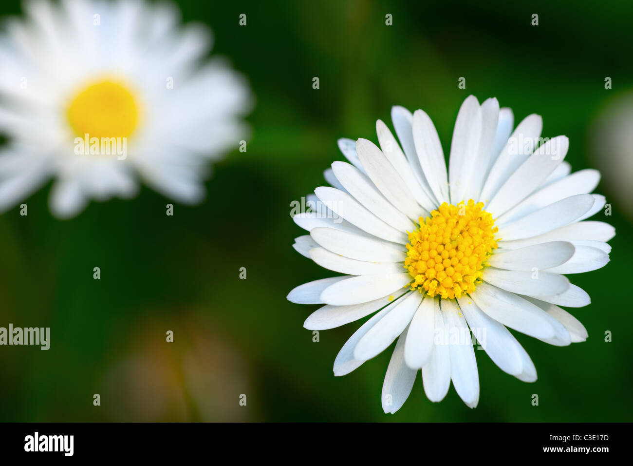 Vue de dessus d'une fleur marguerite Banque D'Images