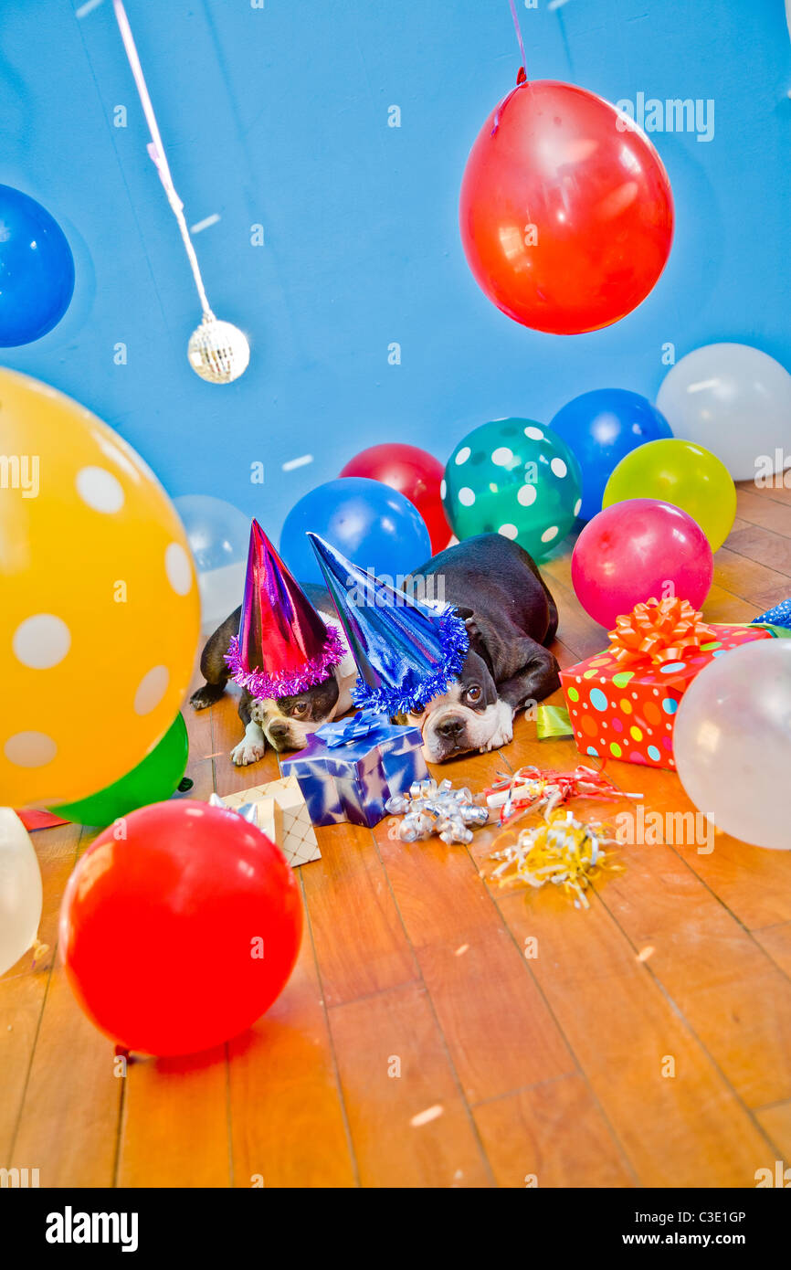 Chiens de fête avec chapeaux et ballons Banque D'Images