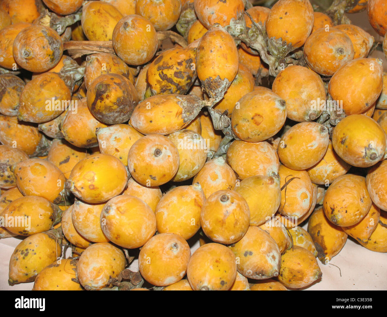 Areca palm fruits areca catechu Banque de photographies et d’images à