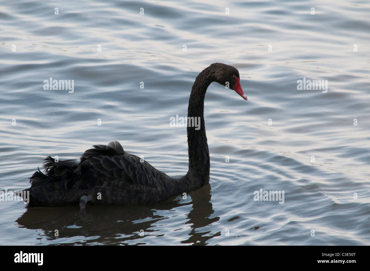 Black Swan piscine Banque D'Images