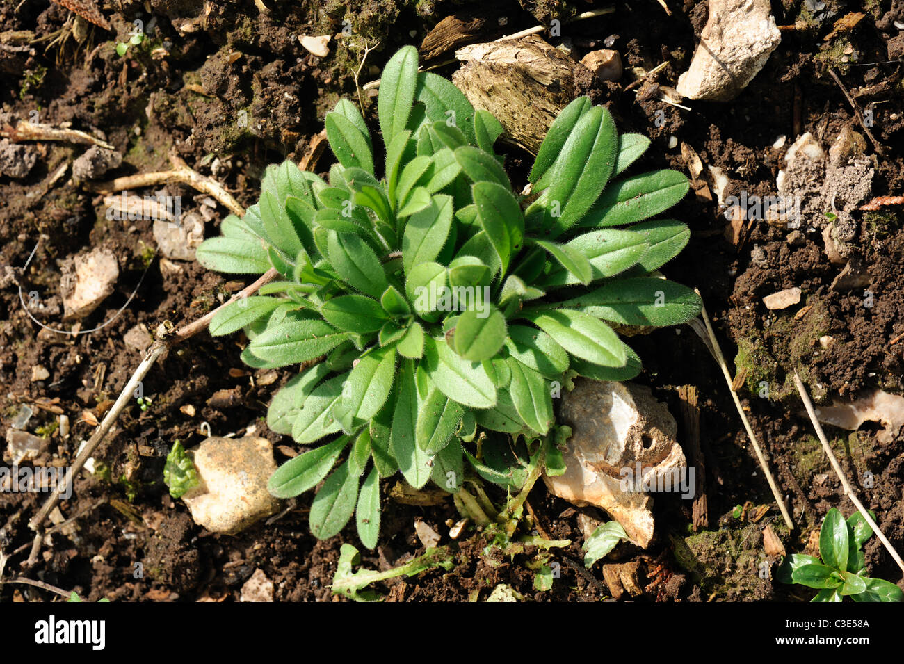 Forget me not (Myosotis arvensis) touffe de jeunes plants Banque D'Images