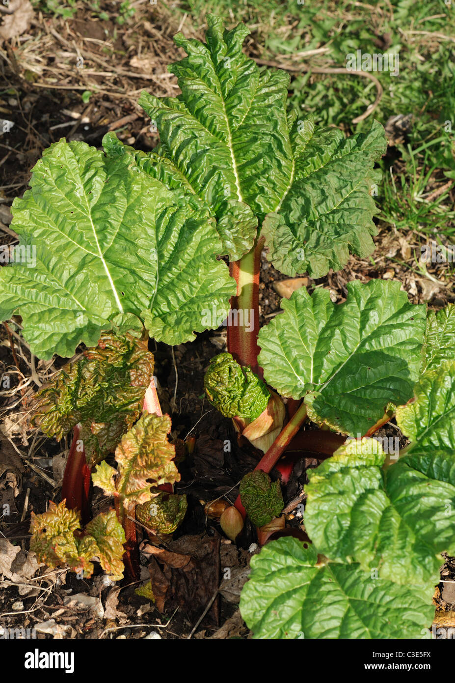 Premières feuilles d'un plant de rhubarbe au début du printemps Banque D'Images