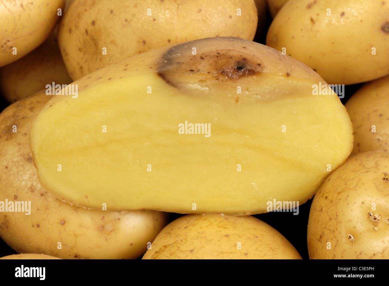 Lesion De La Pourriture Molle Bacterienne Pectobacterium Carotovorum Illustree Sur La Moitie Coupee Du Tubercule De Pomme De Terre Photo Stock Alamy