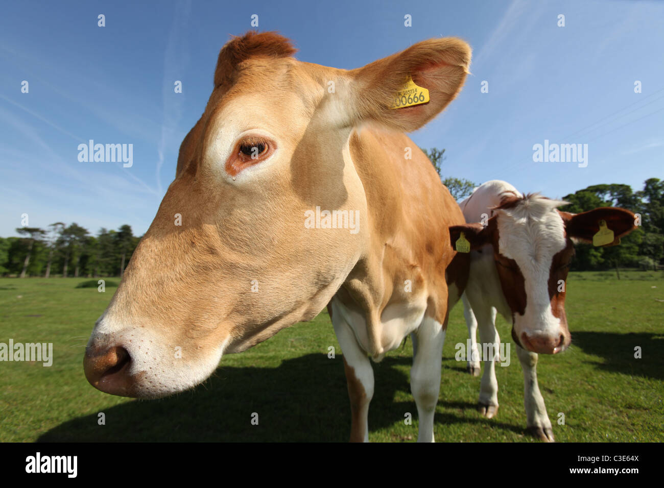 Succession de Tatton Park, Angleterre. Close up grand angle de visualisation d'une vache Guernsey à Tatton Park Home Farm. Banque D'Images