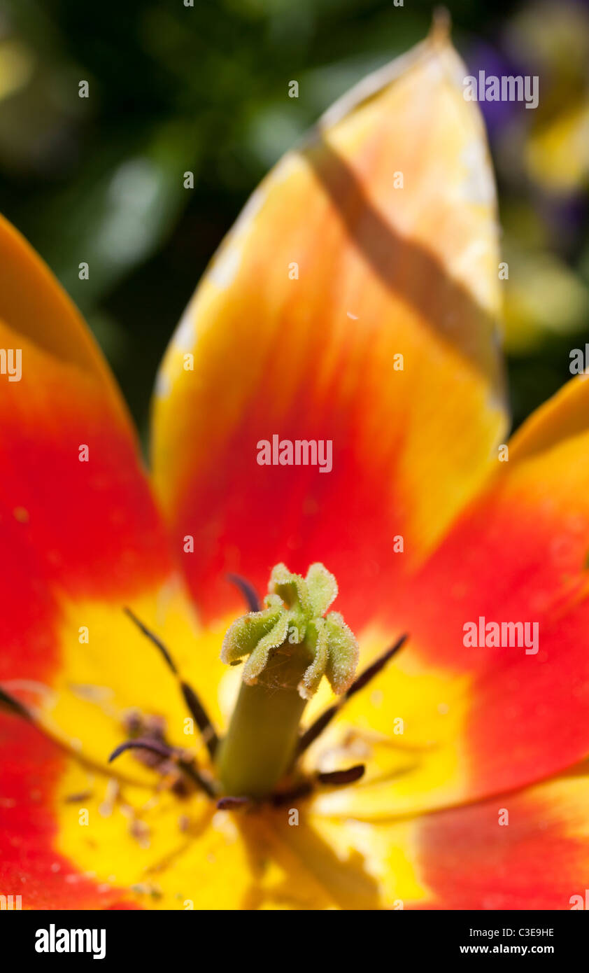 Gros plan de l'style et stigmate d'une fleur de tulipe. Banque D'Images