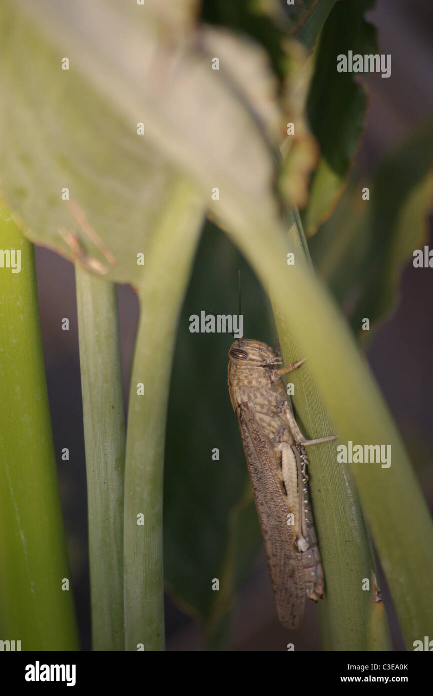 L'ESPAGNOL LOCUST MANGER UN OISEAU DU PARADIS PLANT À MOLLINA EN ESPAGNE Banque D'Images
