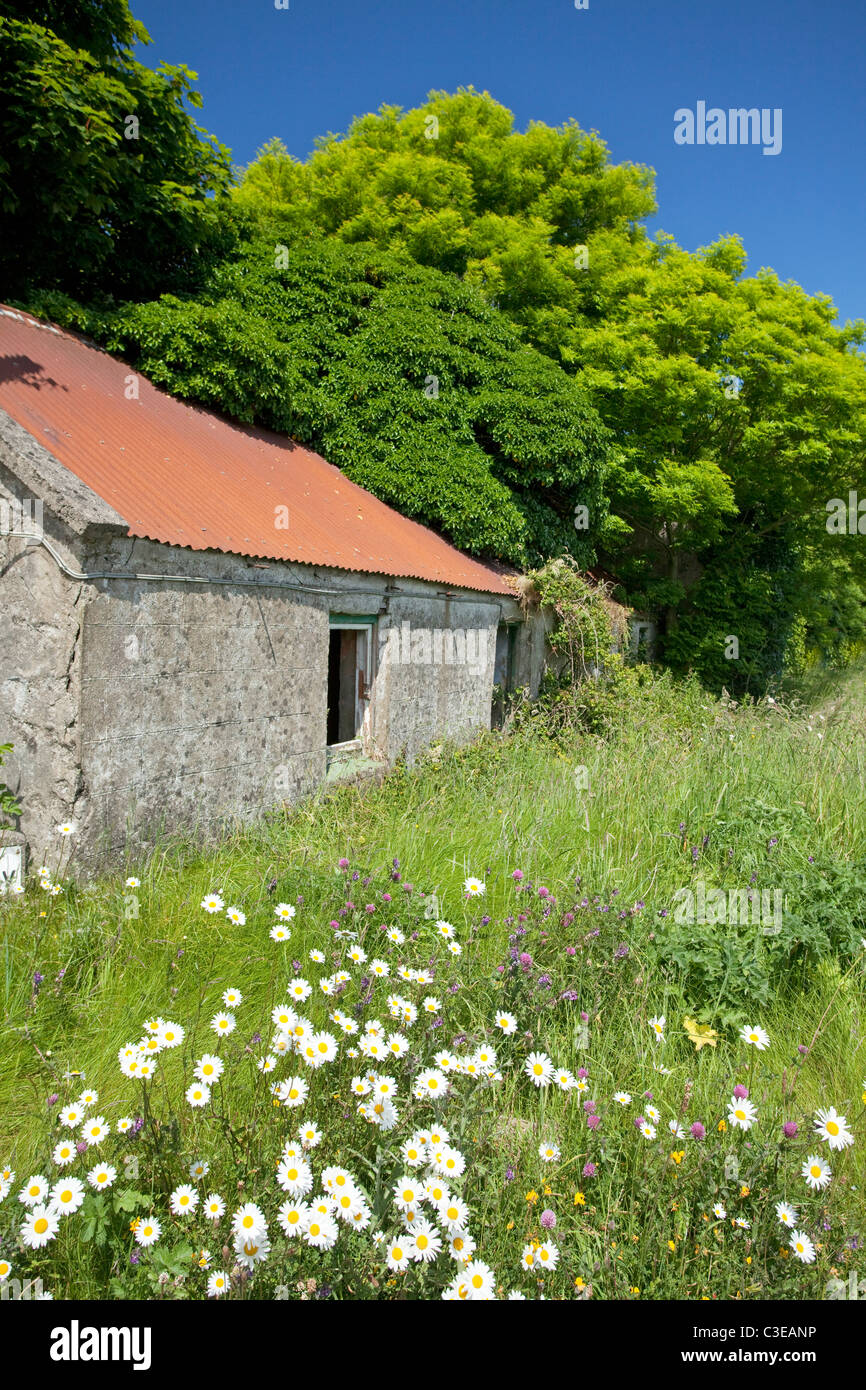 Ancienne ferme à côté d'un pré à Corballa, Comté de Sligo, Irlande. Banque D'Images