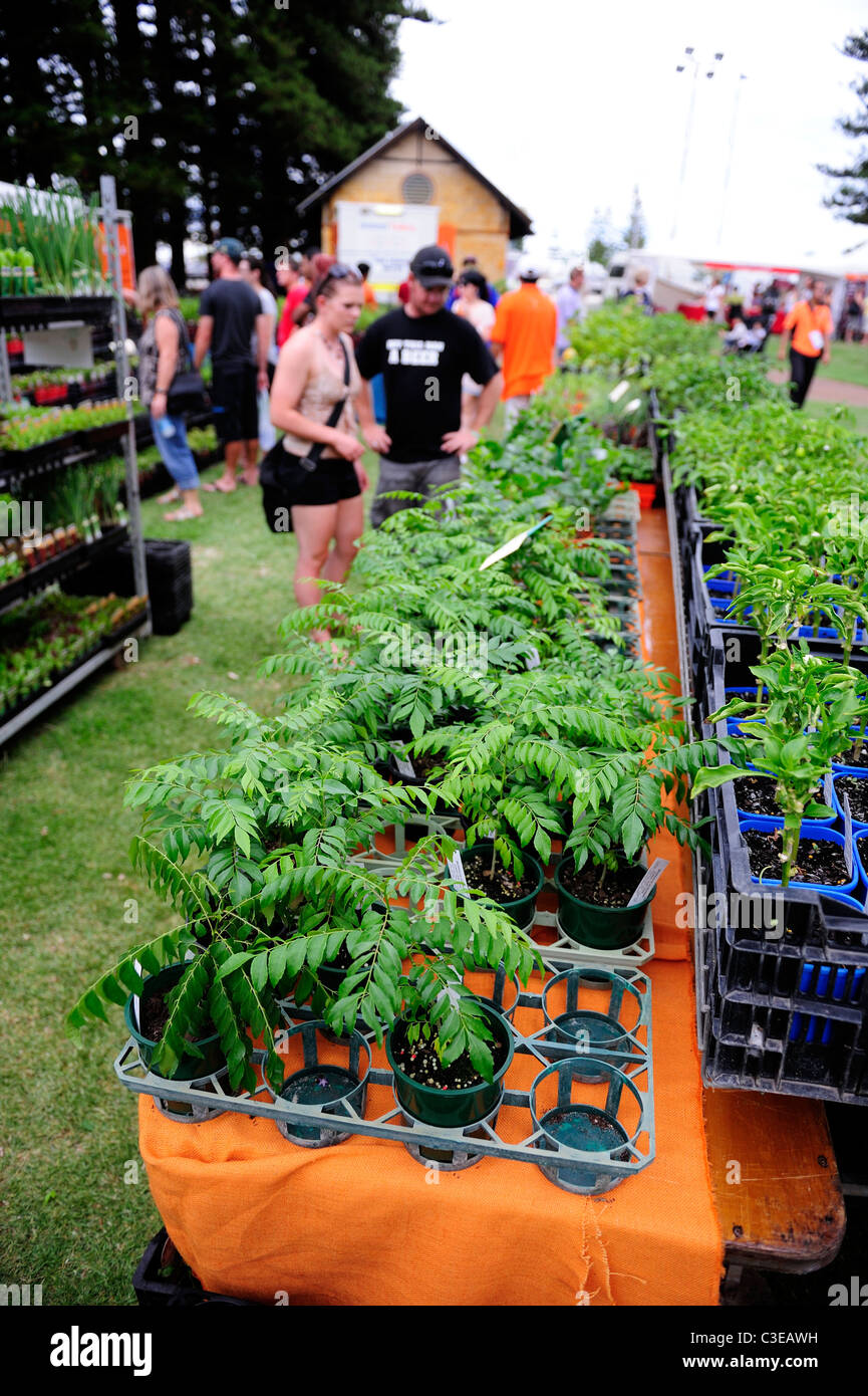 Curry en pot Leaf Tree (Murraya koenigii) sur la vente. Fremantle Araluen Chili Festival 2010, Fremantle, Australie occidentale Banque D'Images