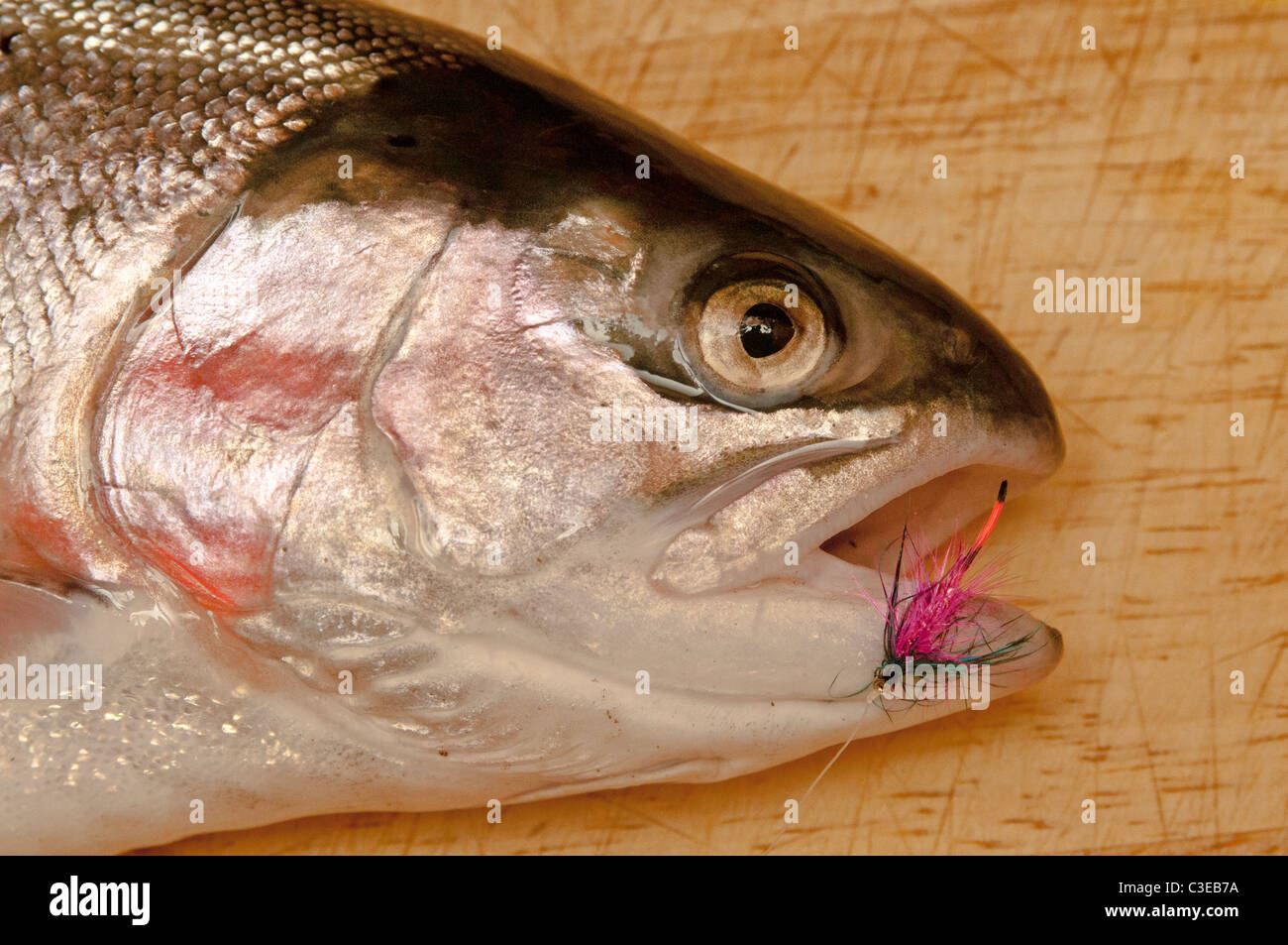 Un arc-en-ciel avec une pêche rouge voler dans la bouche après qu'il se faire prendre Banque D'Images