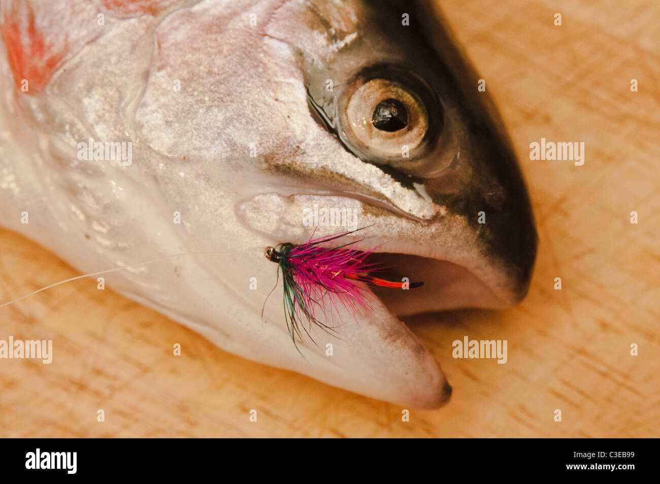 Un arc-en-ciel avec une pêche rouge voler dans la bouche après qu'il se faire prendre Banque D'Images