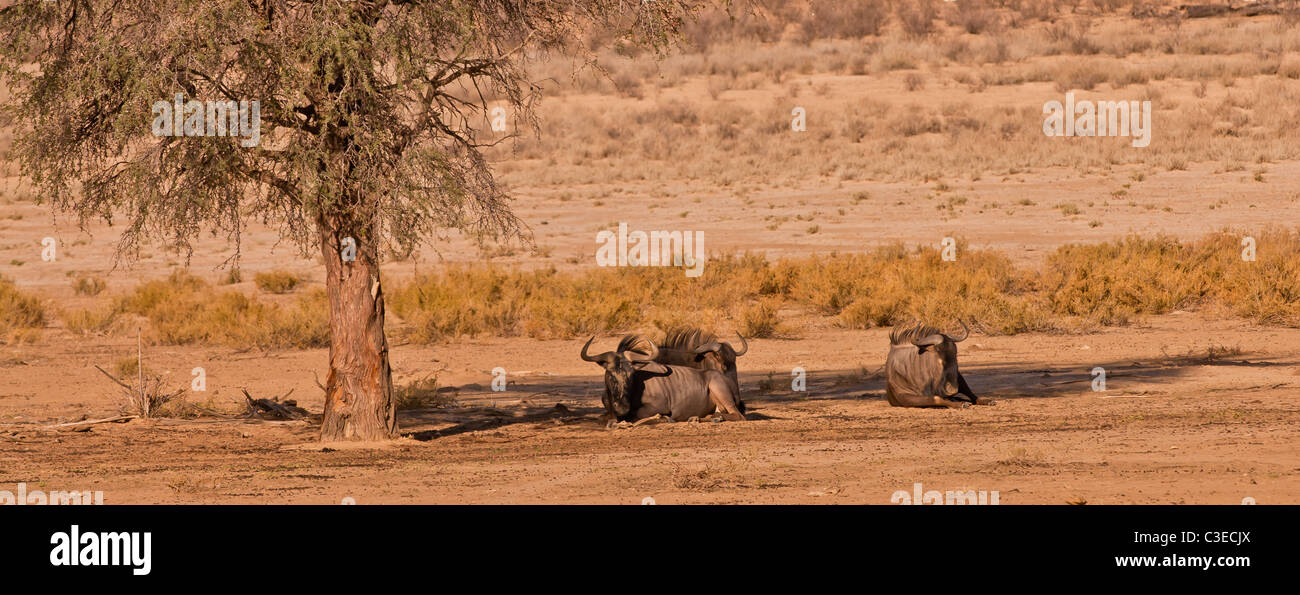 Un paysage dans le parc transfrontalier de Kgalagadi représentant trois des gnous se reposant dans l'ombre d'un arbre Banque D'Images