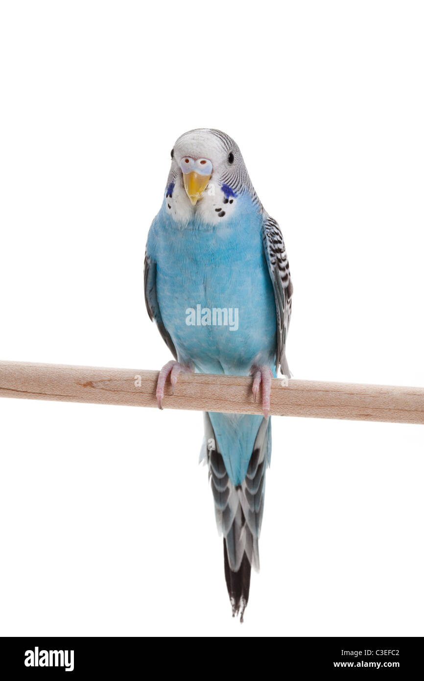 Perruche bleu gros plan Banque D'Images