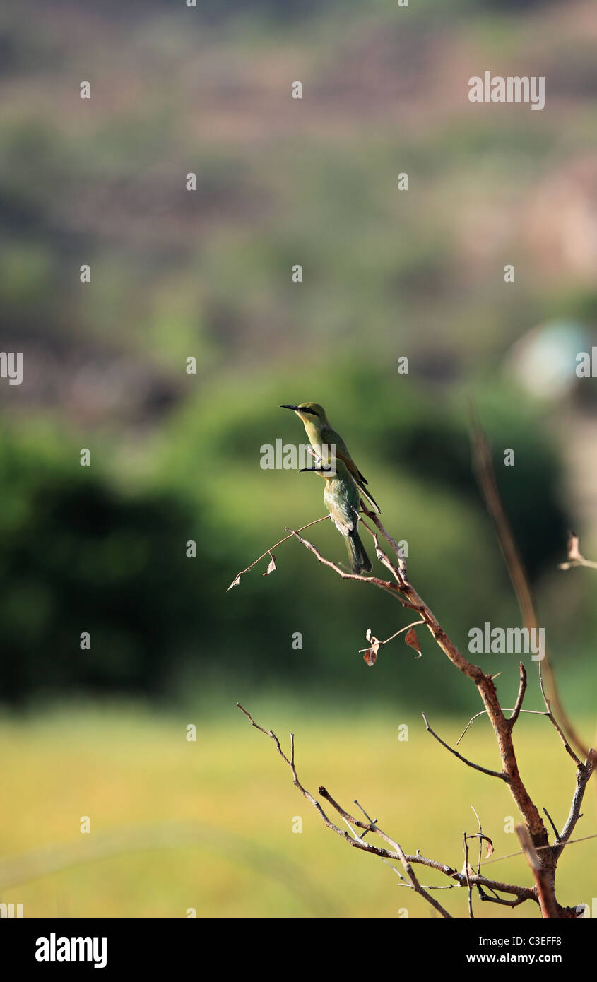 Little Green Bee eater dans l'Andhra Pradesh en Inde du Sud Banque D'Images