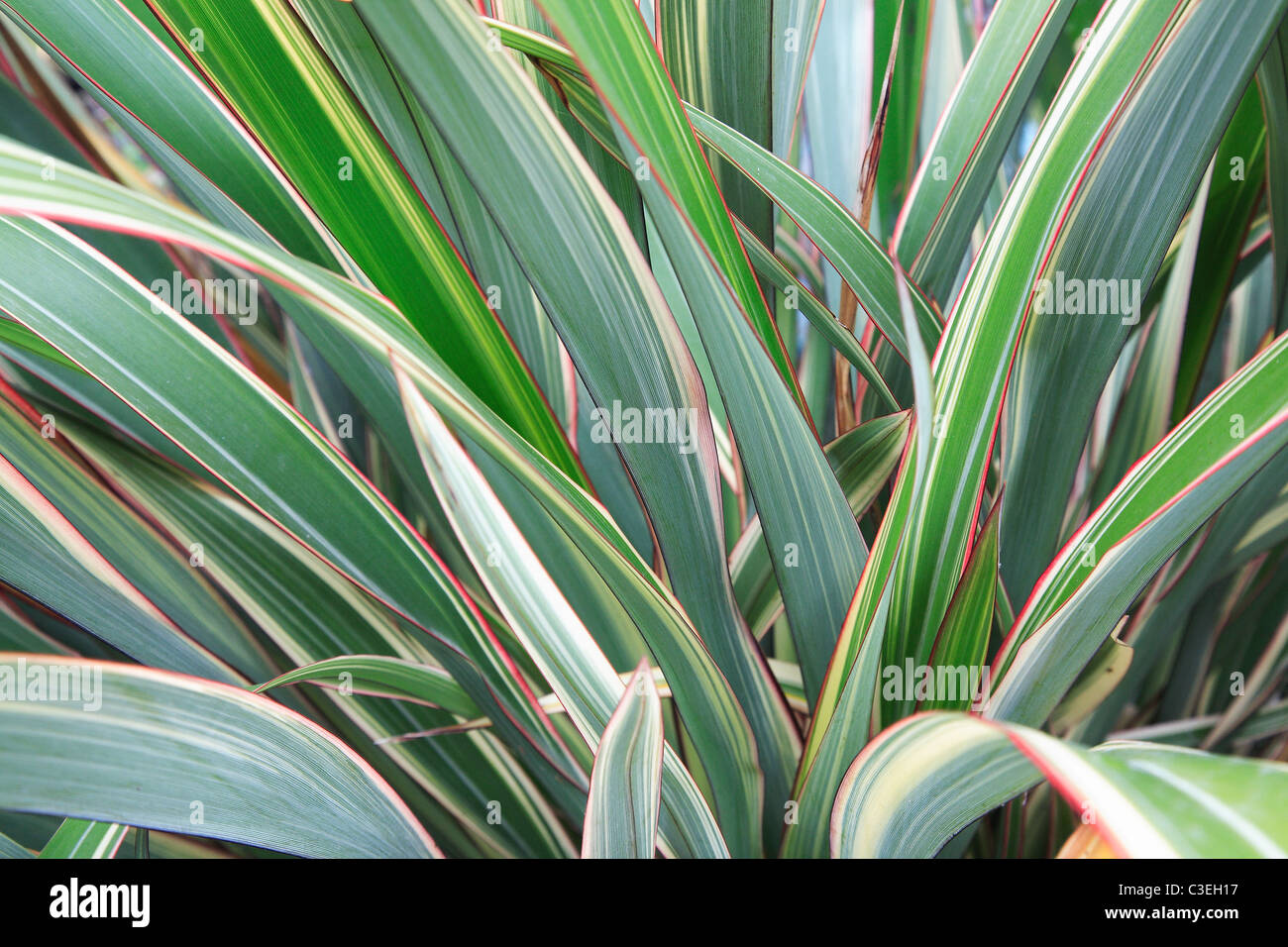 Phormium Tricolor - Lin de Nouvelle-Zélande Banque D'Images