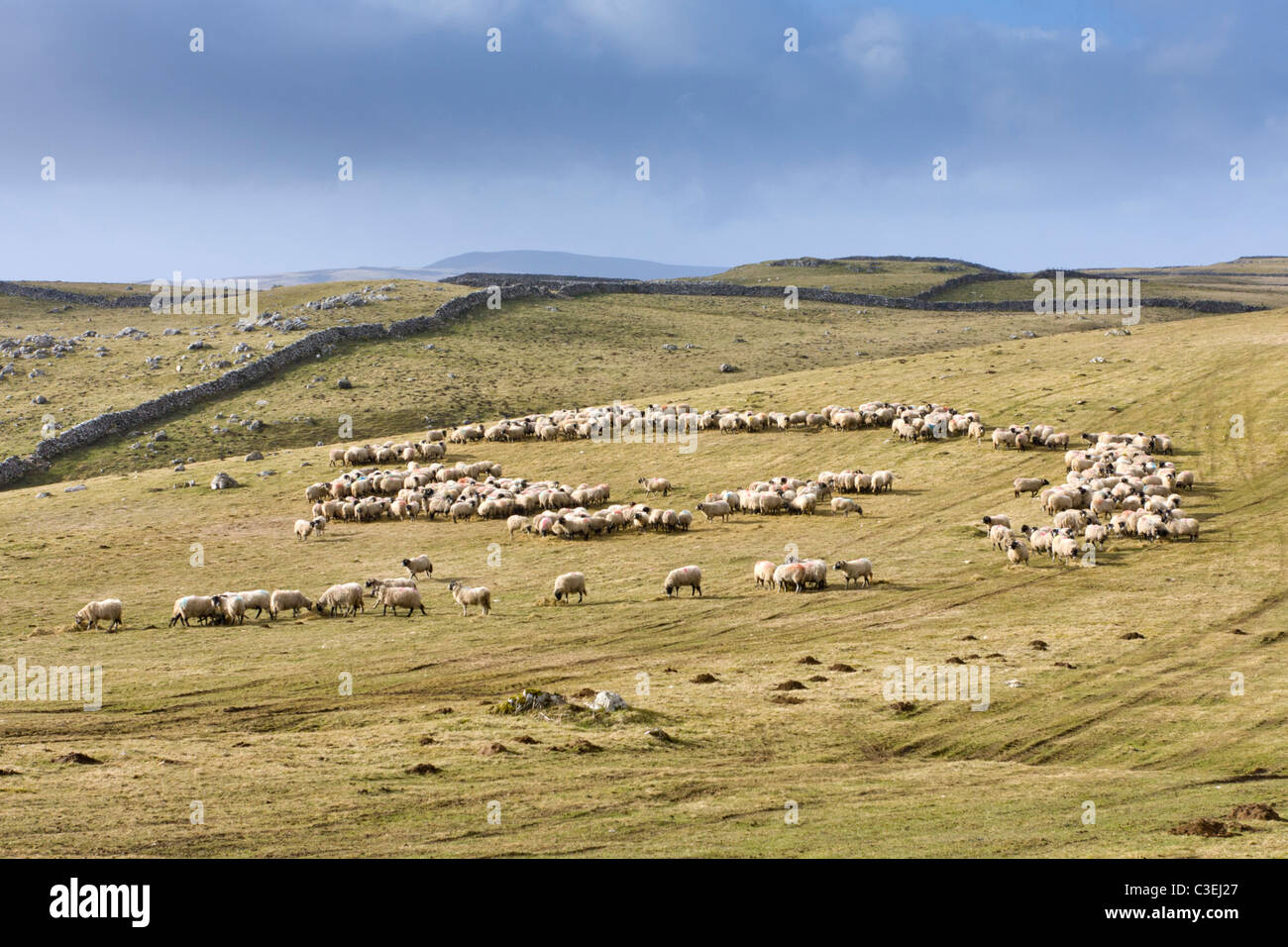 L'élevage de moutons dans la région de Wharfedale Yorkshire UK Banque D'Images