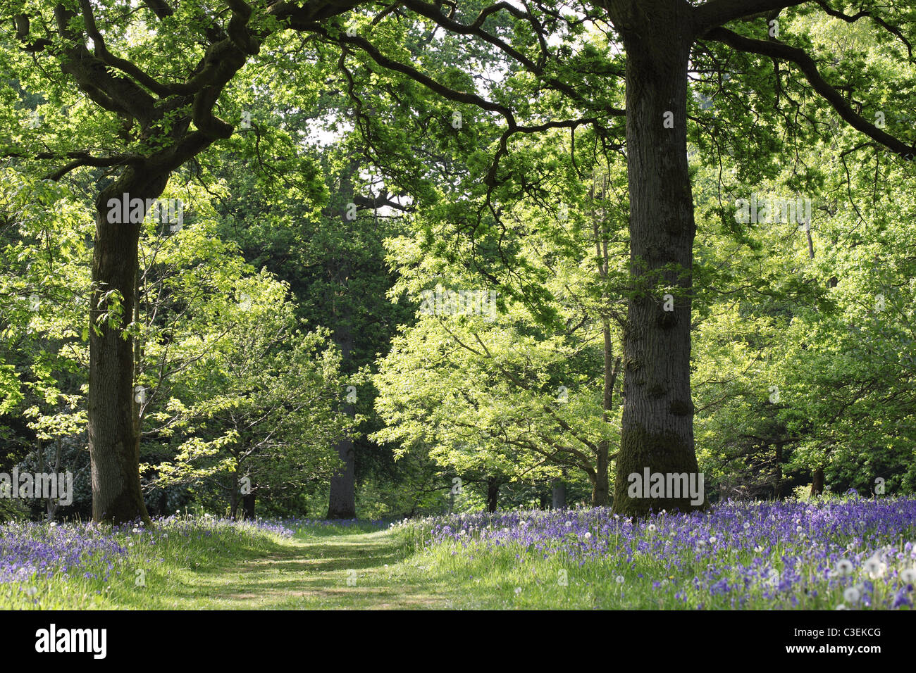Chemin à travers les cloches fleurissent au printemps à l'arboretum Westonbirt, Gloucestershire, Angleterre, Royaume-Uni Banque D'Images