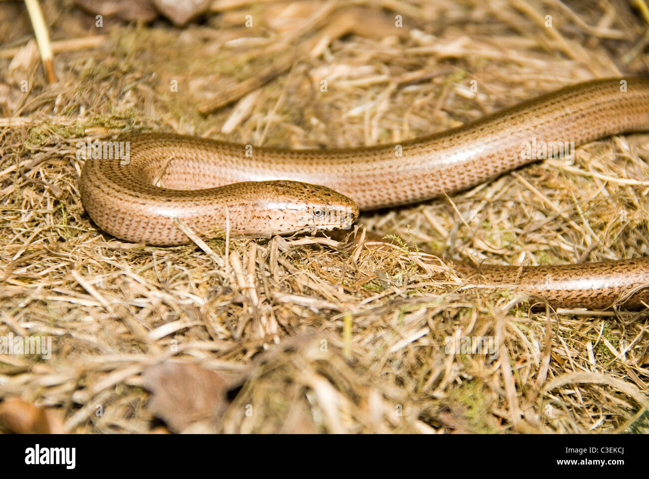 Ver lent (Anguis fragilis) sur une réserve naturelle dans la campagne Herefordshire Banque D'Images