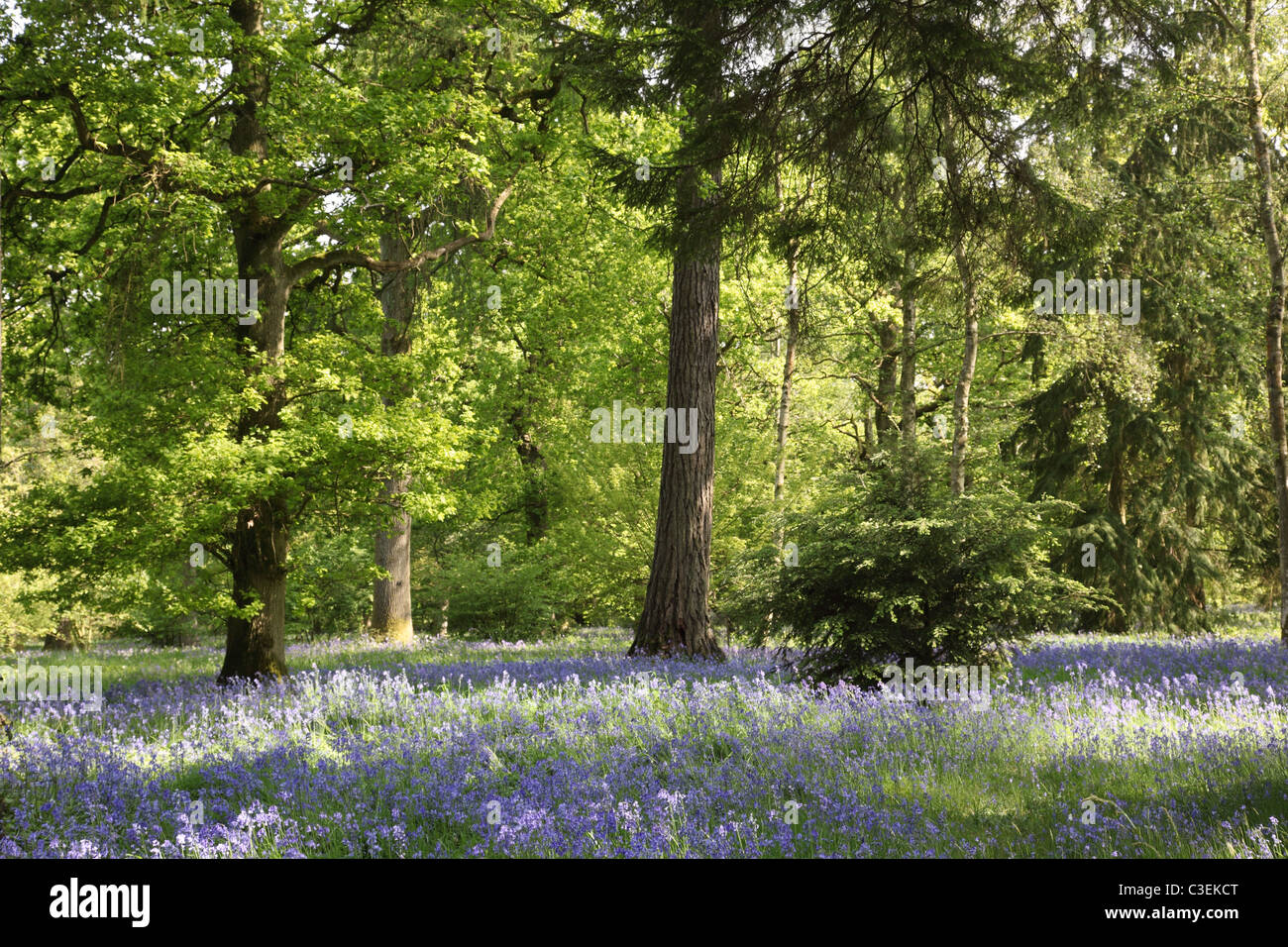 Les cloches fleurissent au printemps à l'arboretum Westonbirt, Gloucestershire, Angleterre, Royaume-Uni Banque D'Images