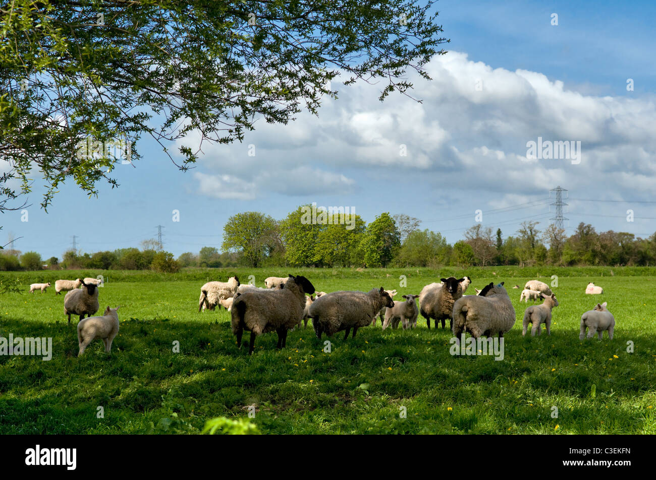 Scène de campagne de l'élevage dans le domaine prises près de Godney sur les niveaux de Somerset, Angleterre, Royaume-Uni le beau jour de printemps Banque D'Images