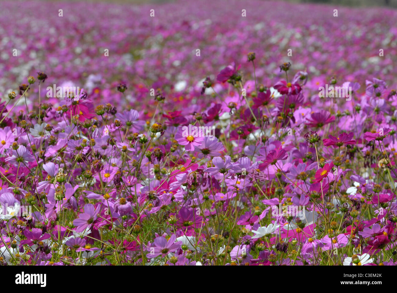 Paysages d'Afrique du Sud : desert, prairies, montagnes et le Bushveld. Domaine de fleurs cosmos dans l'État libre. L'automne Banque D'Images
