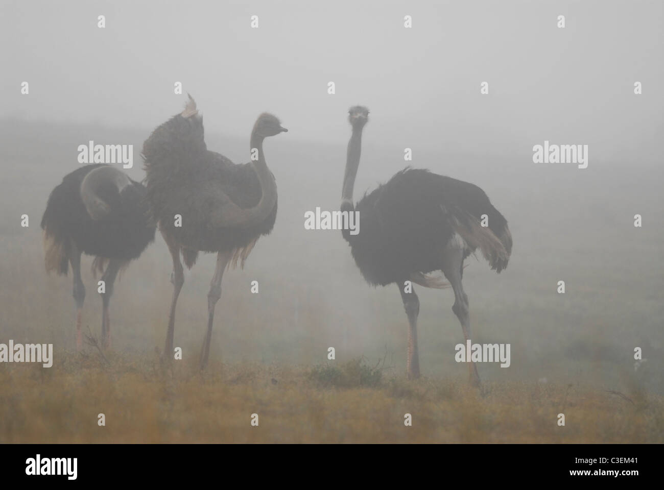 Paysages d'Afrique du Sud : desert, prairies, montagnes et le Bushveld. Autruches danser dans le brouillard, l'Addo Elephant Park, E Cap Banque D'Images