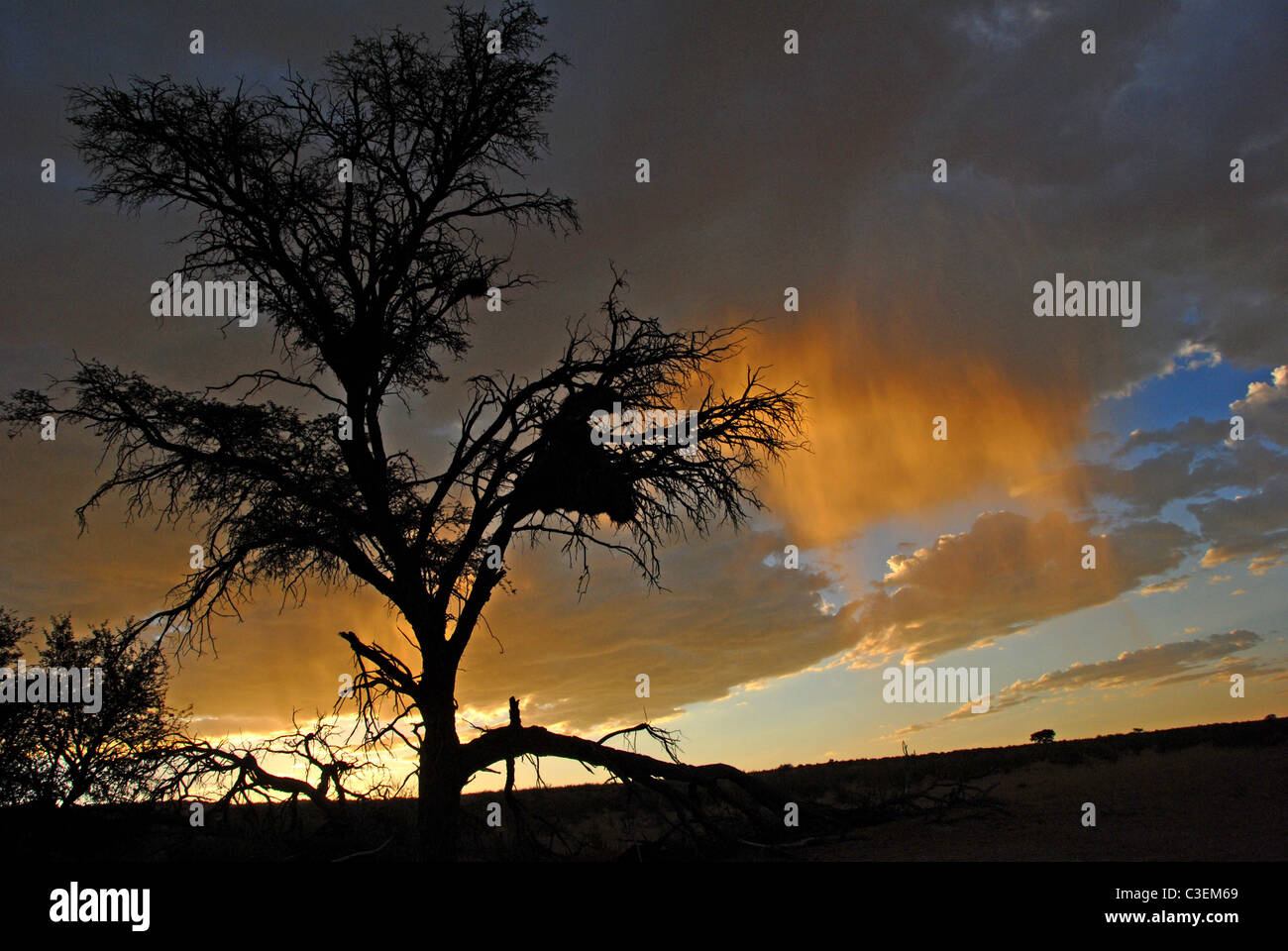Paysages d'Afrique du Sud : desert, prairies, montagnes et le Bushveld. Coucher du soleil dans le parc transfrontalier de Kgalagadi, acacia Banque D'Images