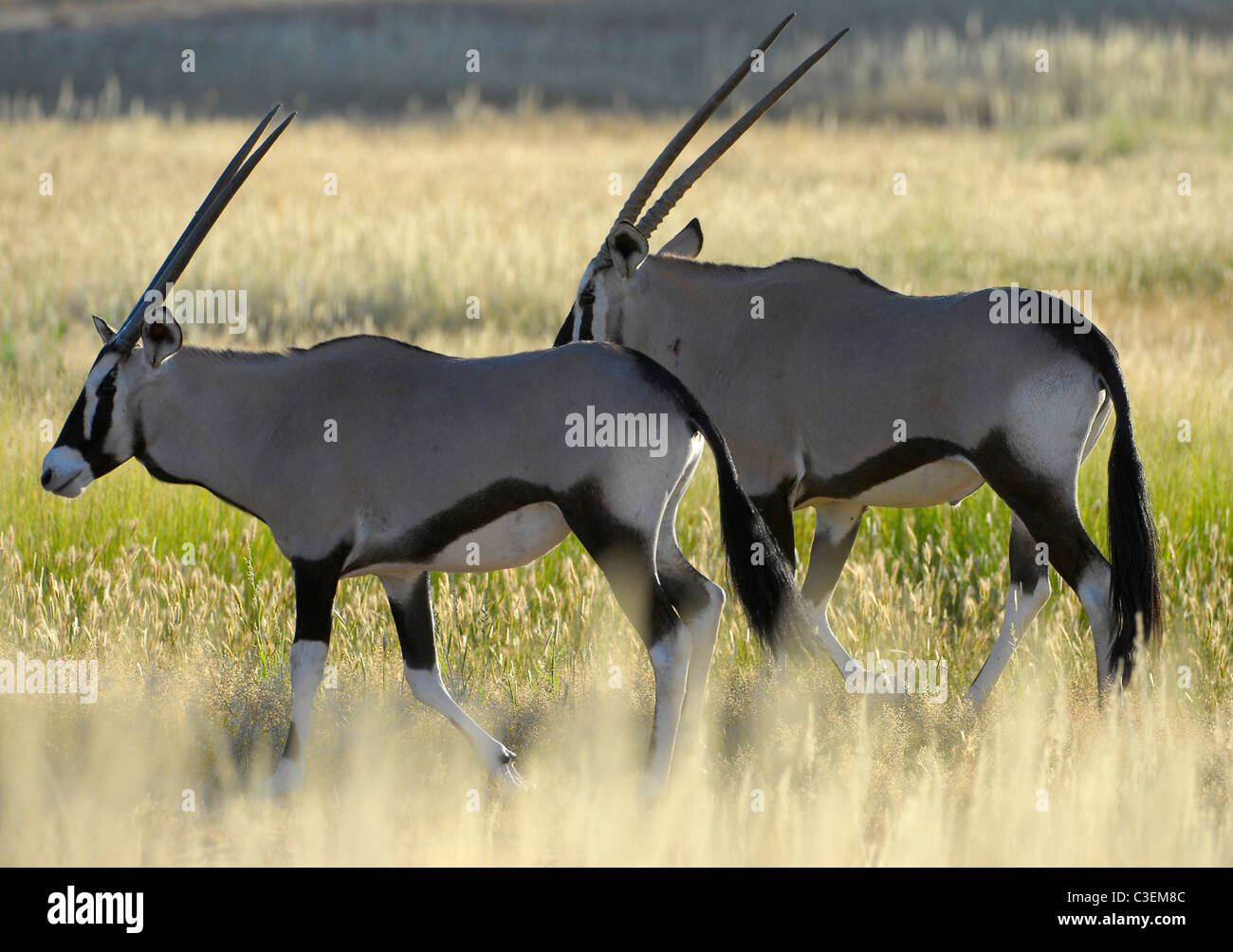 Superbe vue de jeu abordable dans le parc transfrontalier de Kgalagadi, Afrique du Sud. Deux gemsbuck Oryx gazella dans l'herbe haute Banque D'Images