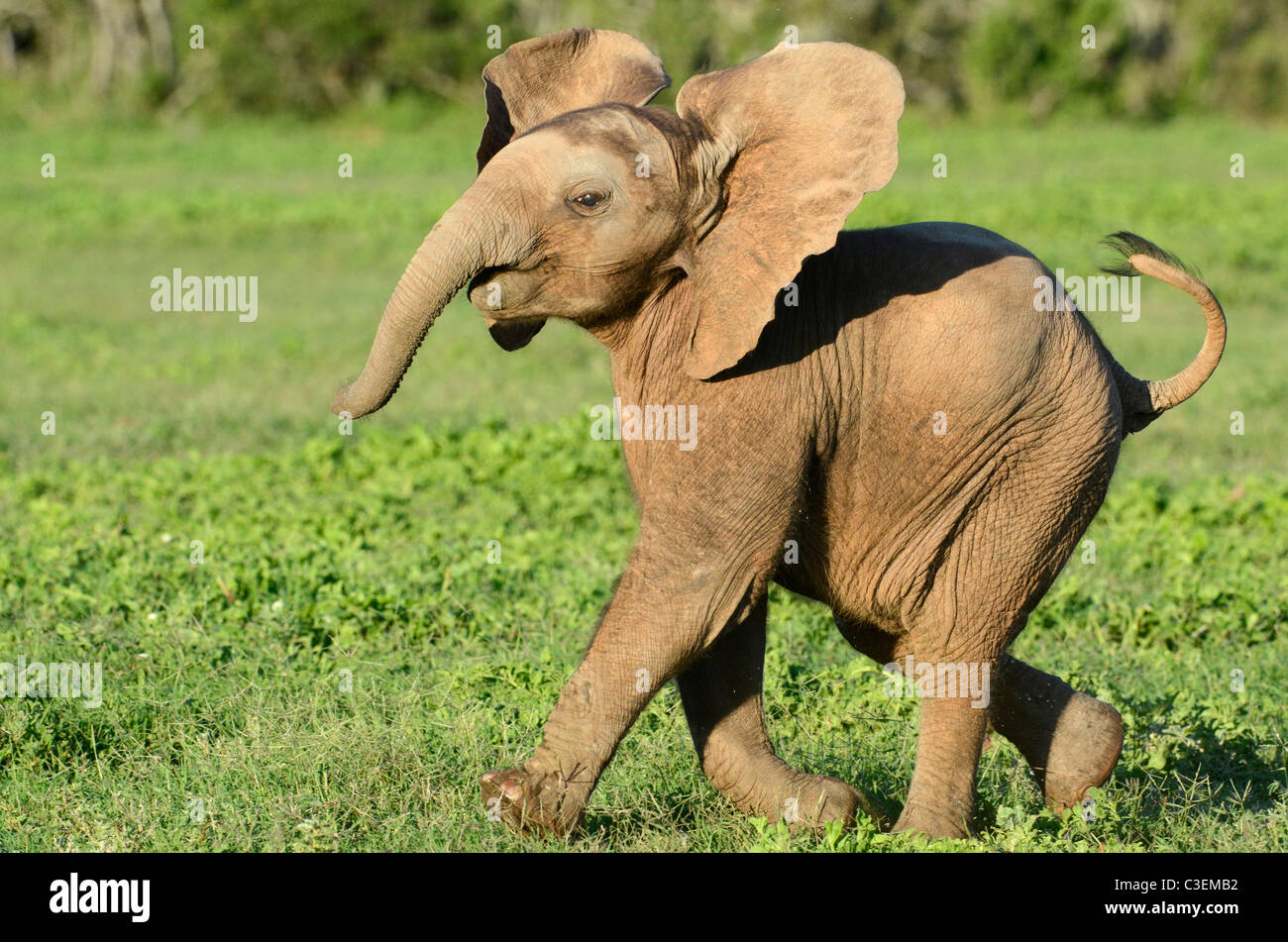 Superbe vue de jeu abordable dans l'Addo Elephant National Park, Afrique du Sud. Bébé éléphant de l'Afrique de l'excité de la charge. Banque D'Images