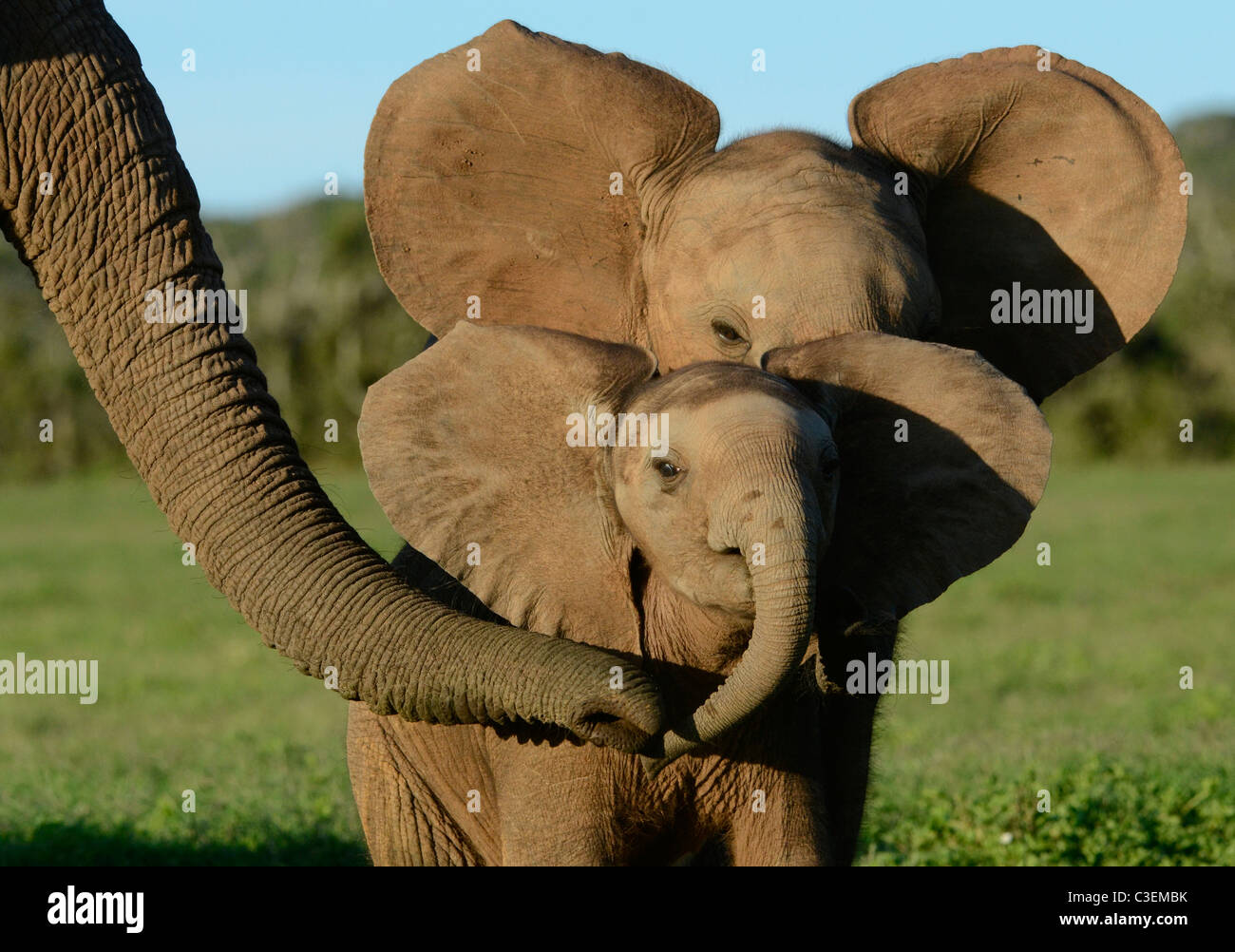 Superbe vue de jeu abordable dans l'Addo Elephant National Park, Afrique du Sud. Vache éléphant excité caressant les veaux. Banque D'Images