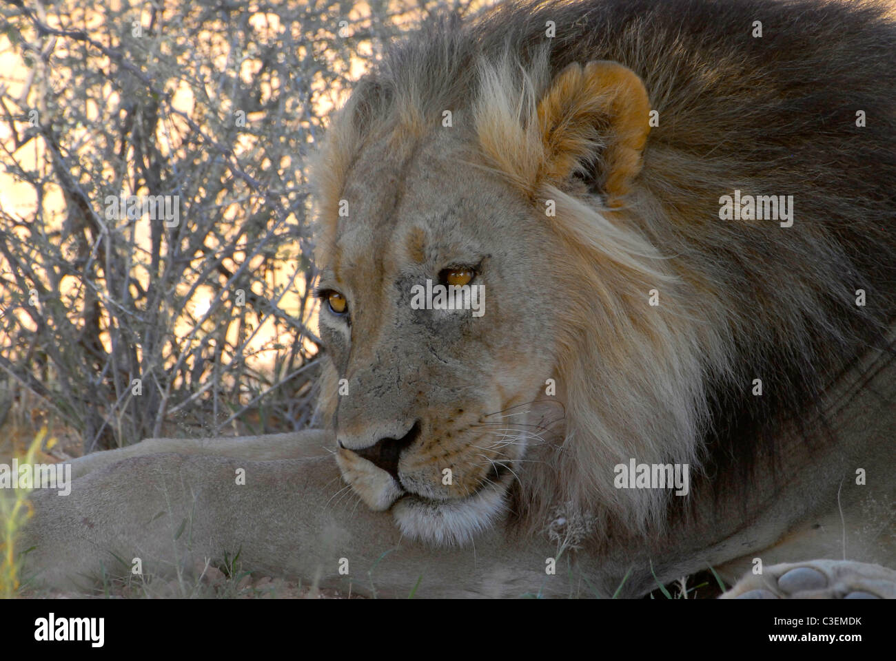 Superbe vue de jeu abordable dans le parc Kgalagadi Tranfrontier Park, Afrique du Sud. La crinière noire Kalahari lion reposant à l'ombre Banque D'Images