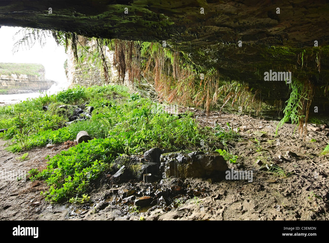 Fern grotto dans une plage isolée dans la région de Wilder Ranch State Park, Santa Cruz. Banque D'Images