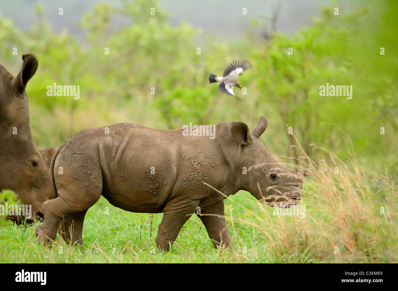 Superbe Vue De Jeu Abordable Dans Le Parc National Kruger Afrique Du Sud White Rhino Bebe Avec Maman Poche A L Heure Actuelle Fortement Photo Stock Alamy