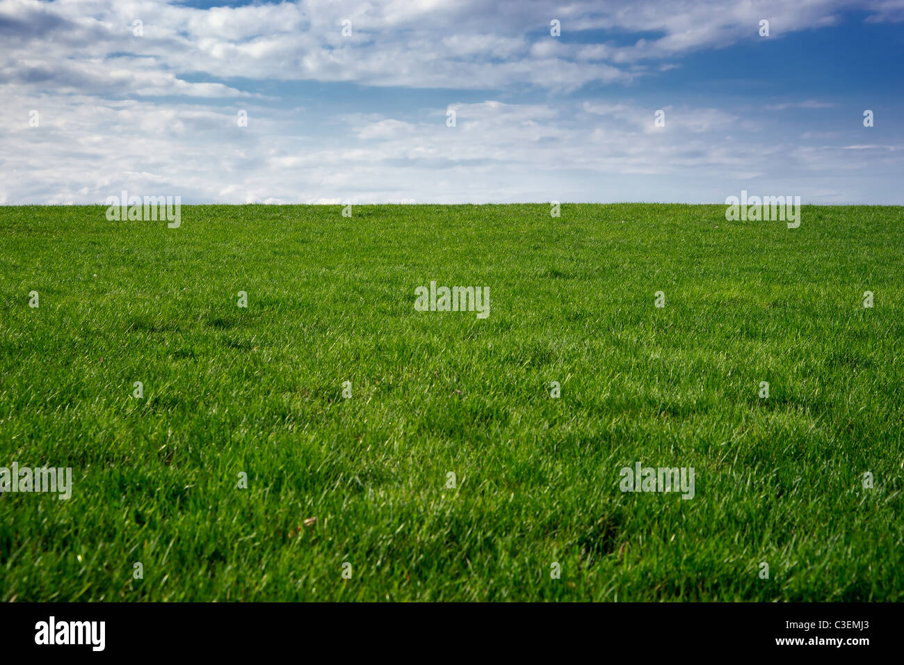 Un champ vert herbeux s'étend à l'horizon dans acloudy ciel bleu. Banque D'Images