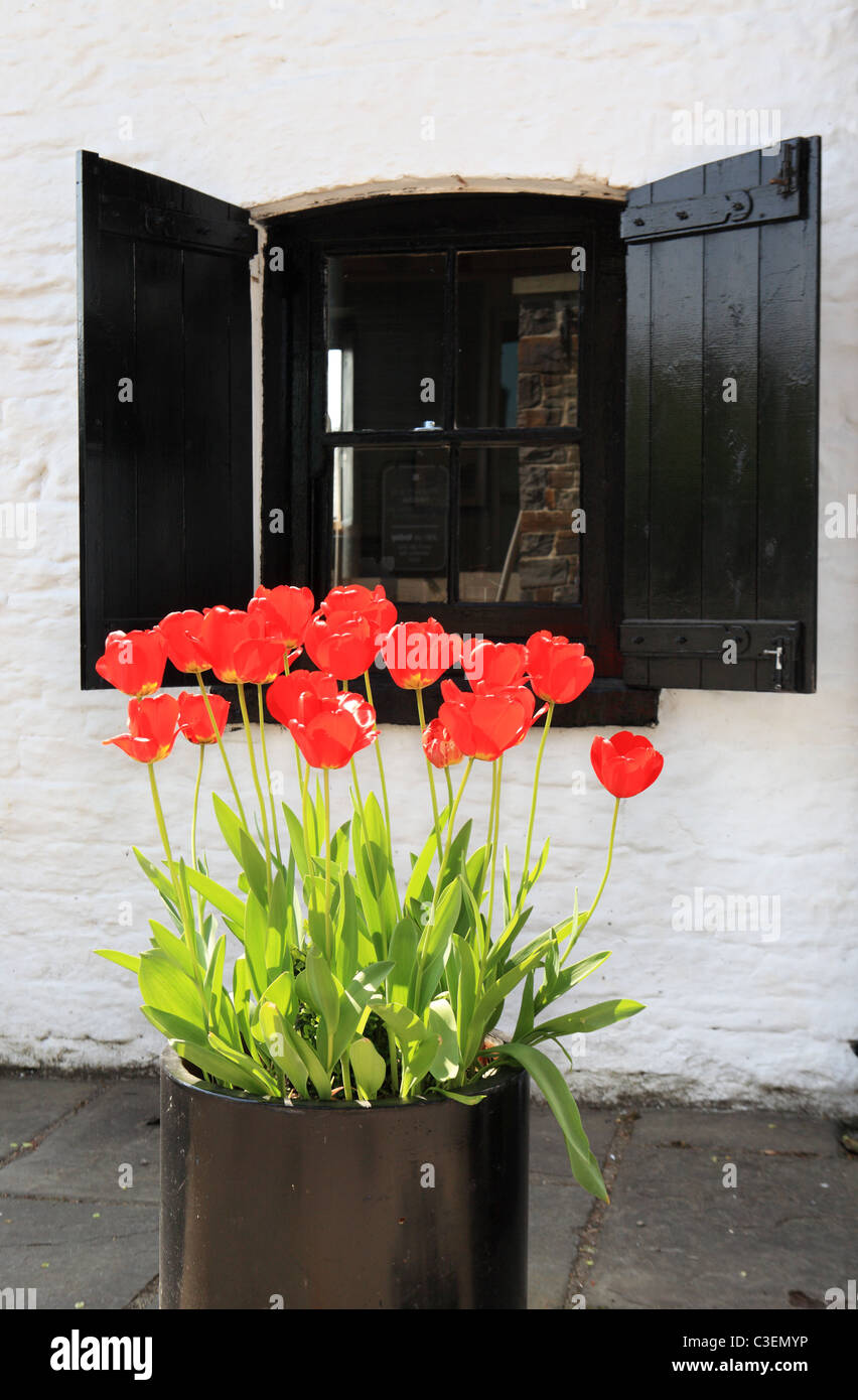 Tulipes rouges en dehors du fer blanc Aberdulais fonctionne, Neath, South Wales, UK Banque D'Images