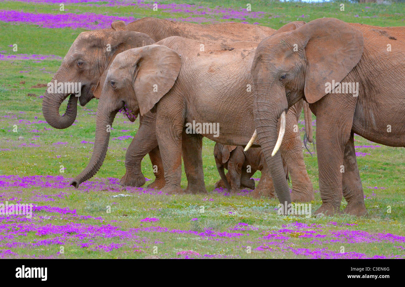 Le visionnement de jeu dans l'Addo Elephant Park en Afrique du Sud est abordable et facile. Bénéficiant d'éléphants fleurs succulentes violet Banque D'Images