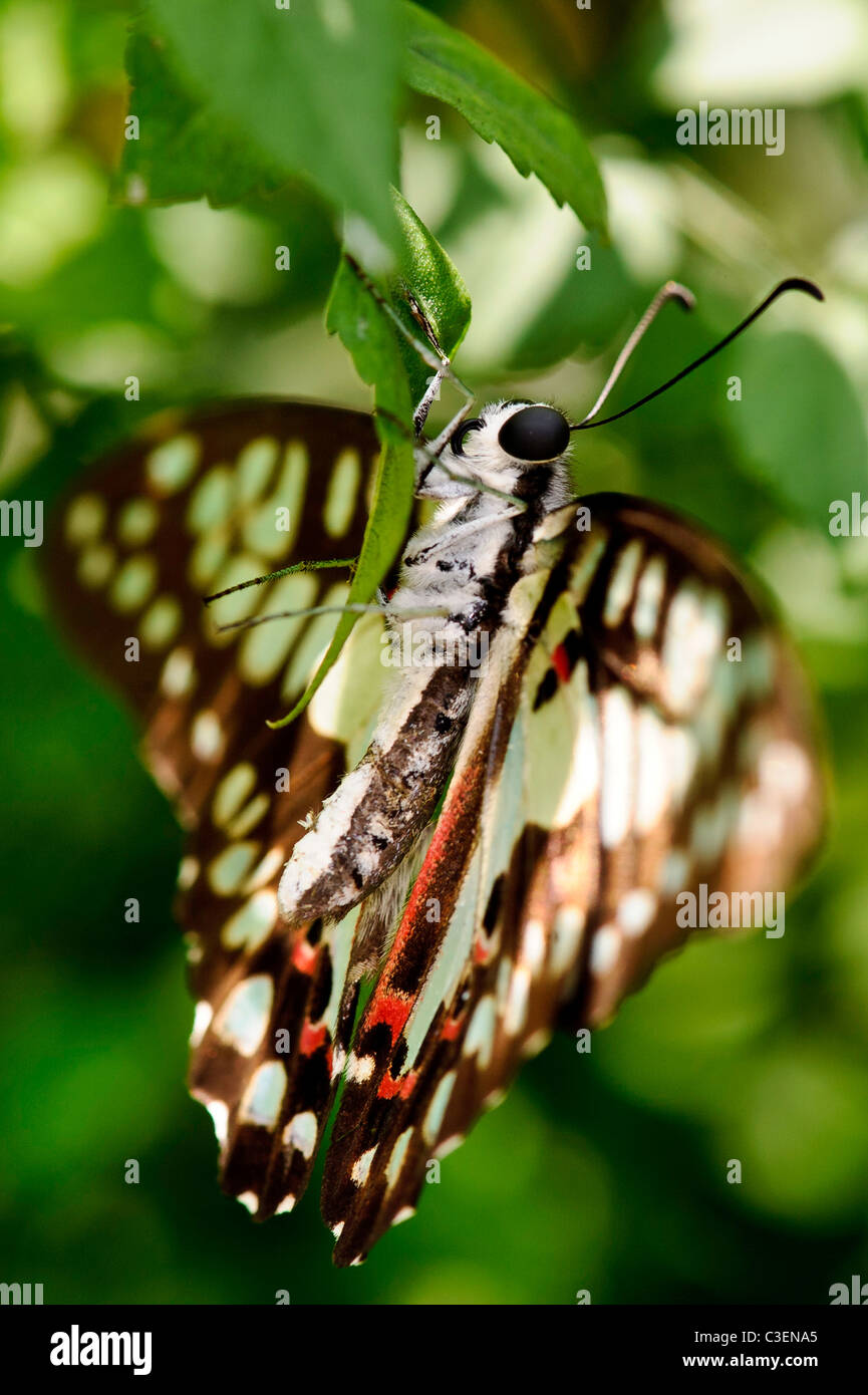 Papillon queue Geai Banque D'Images