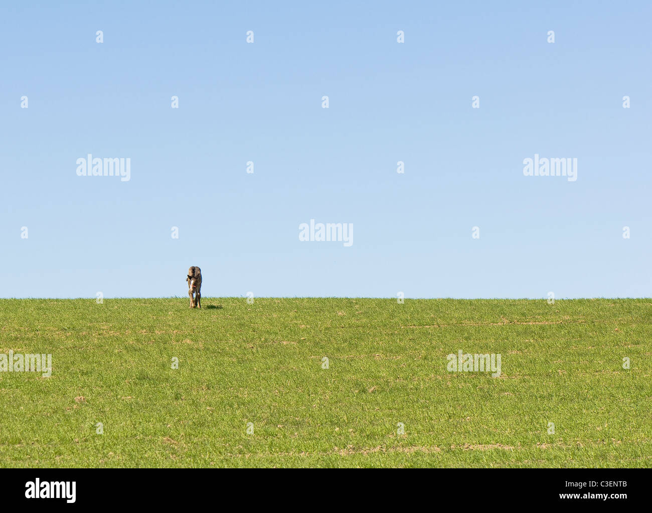 Colt Banque D'Images