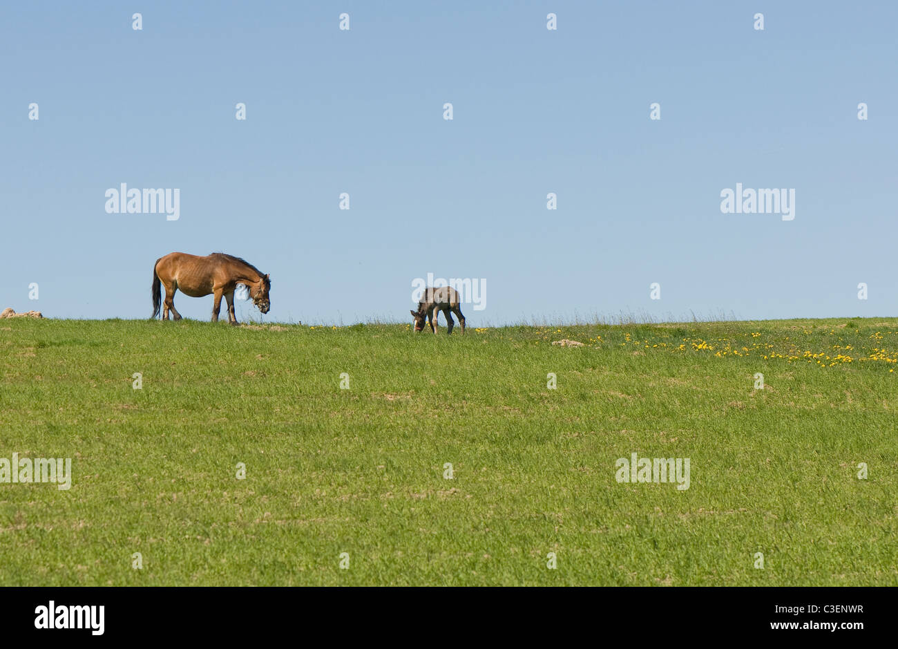 Horse Banque D'Images