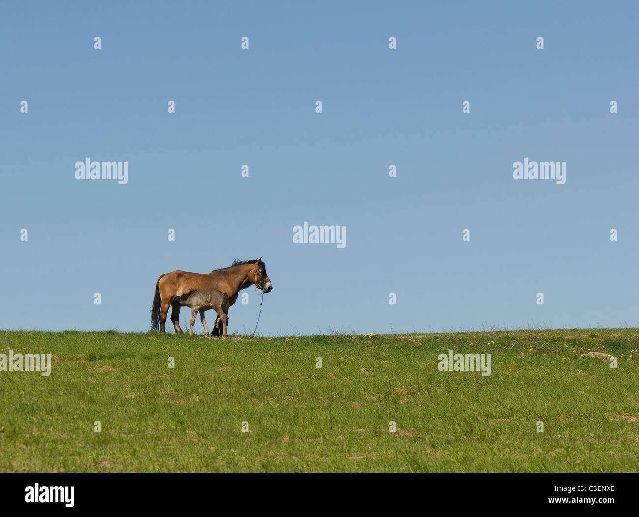 Horse Banque D'Images