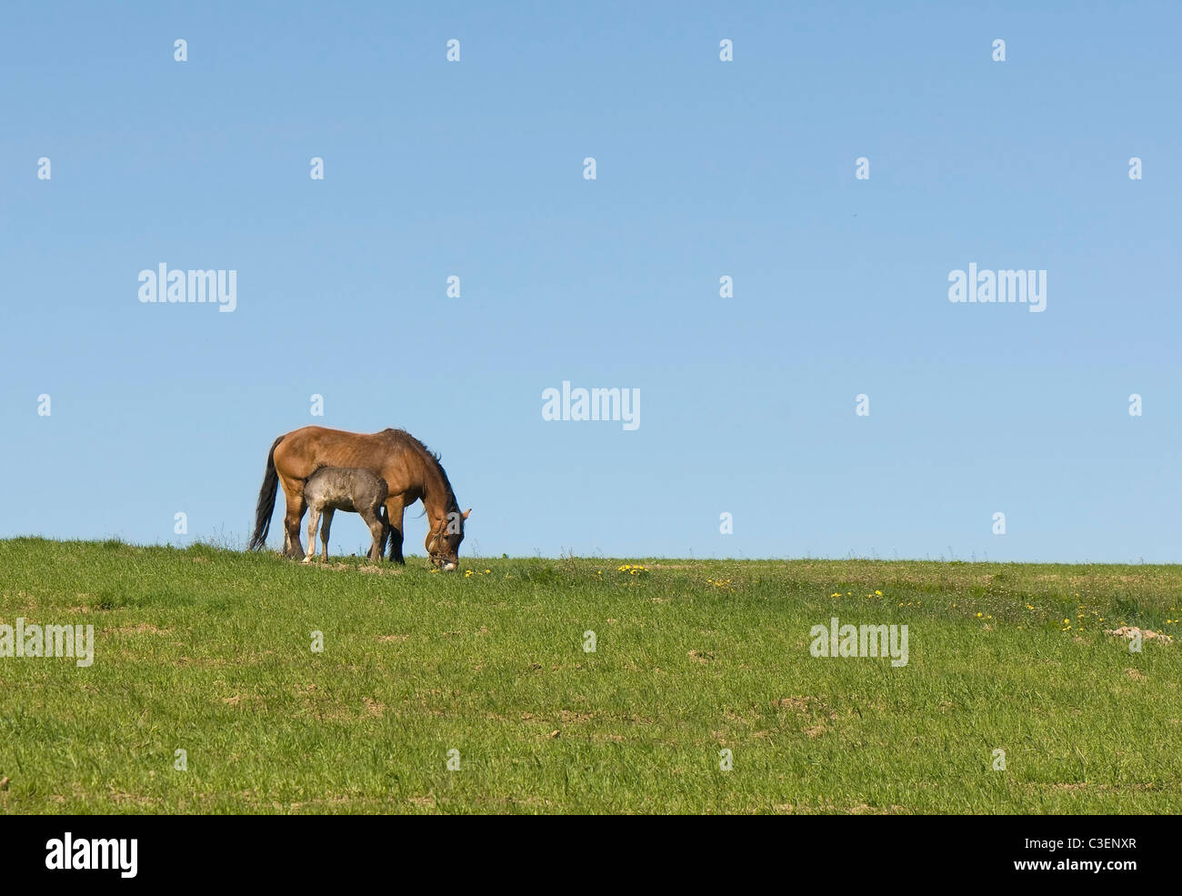Horse Banque D'Images
