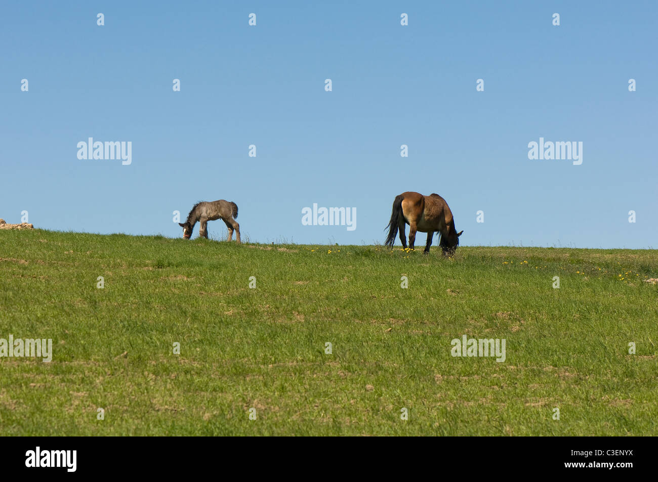 Horse Banque D'Images