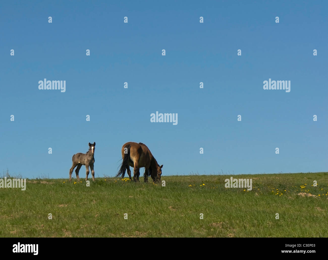 Horse Banque D'Images