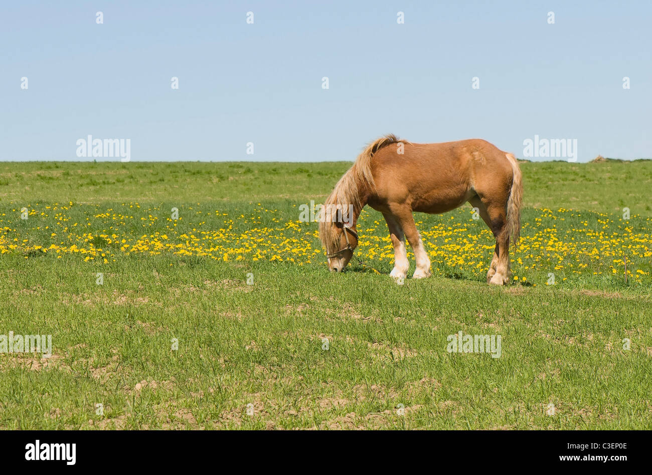 Horse Banque D'Images