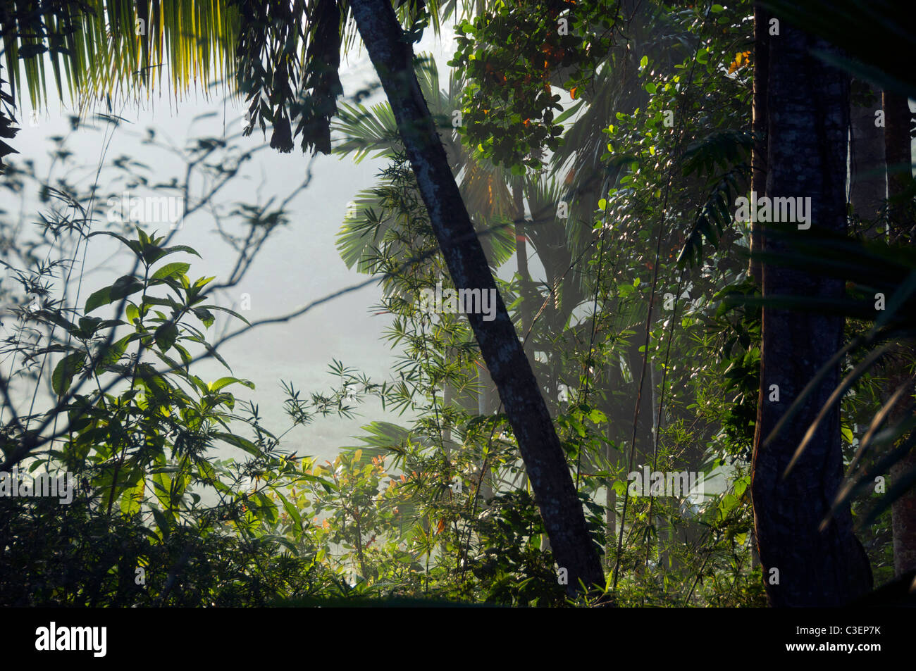 La lumière du matin dans la jungle du sud du Sri Lanka Banque D'Images