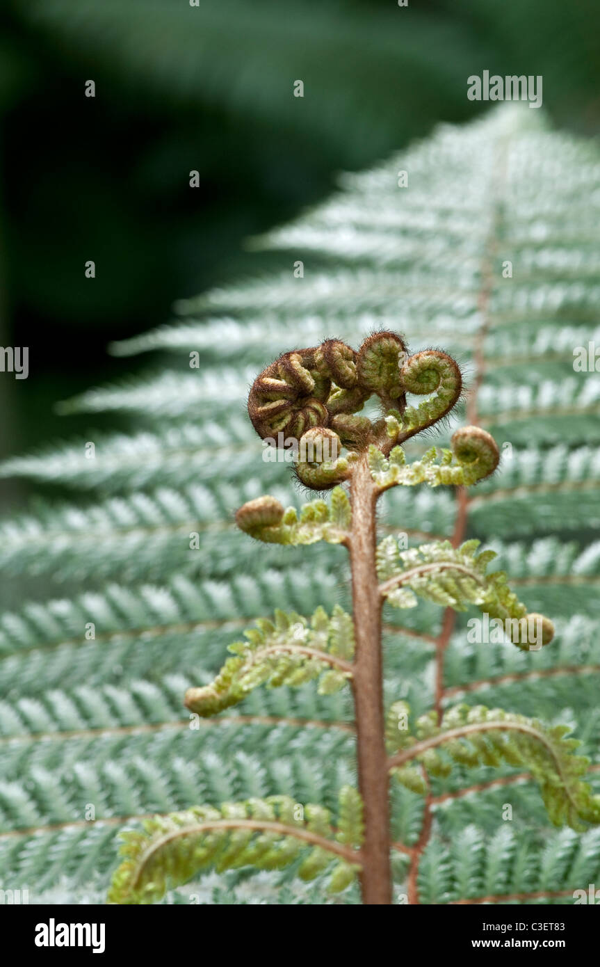 Fougère arborescente Dicksonia squarrosa :. Nouvelles Nouvelles frondes. Banque D'Images