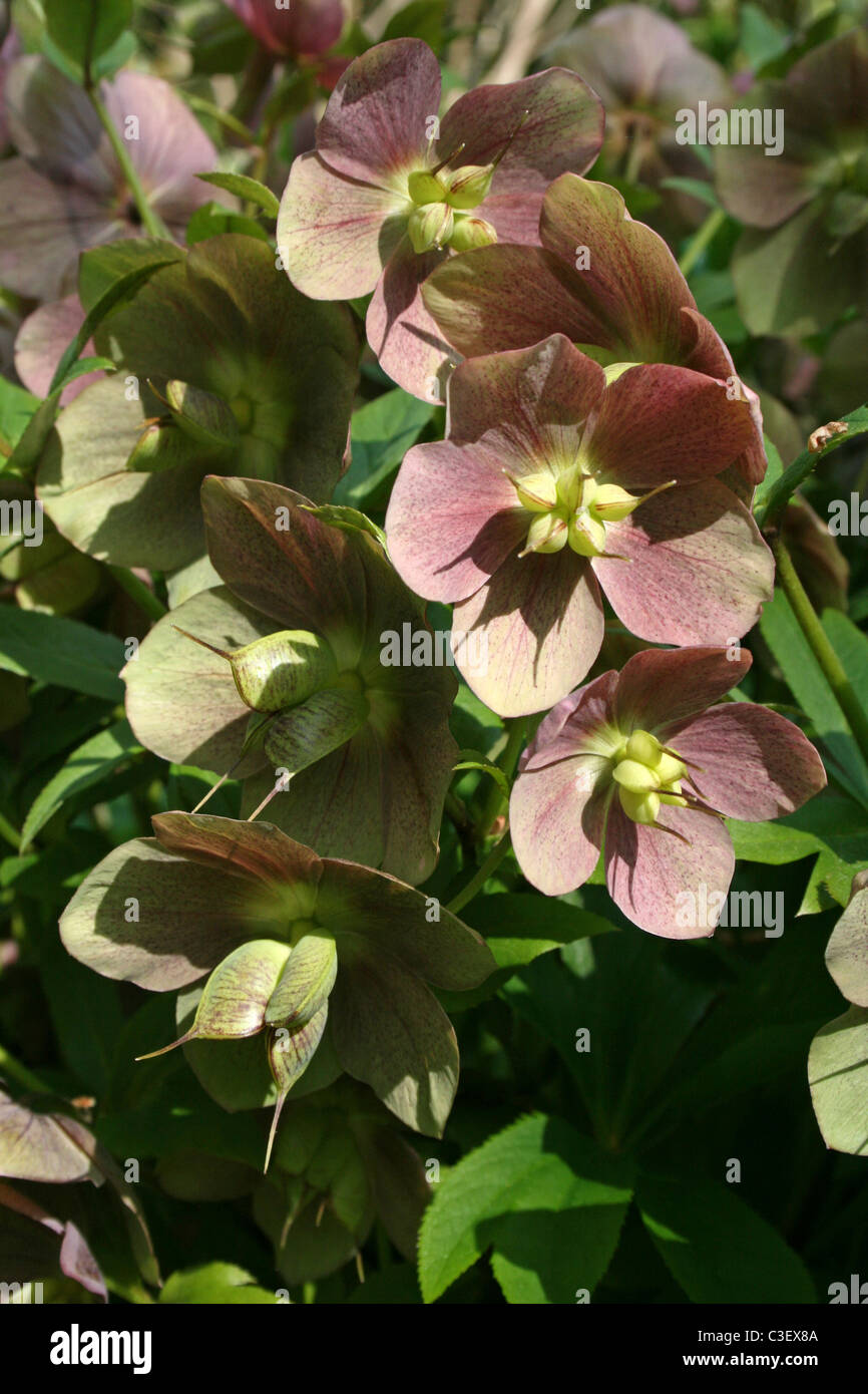 Lenten Rose Helleborus x hybridus Banque D'Images