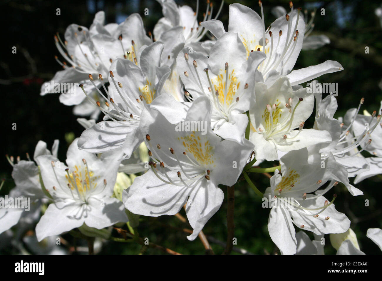 Azalea Fleurs blanc prises à Ness Botanic Gardens, Wirral, UK Banque D'Images