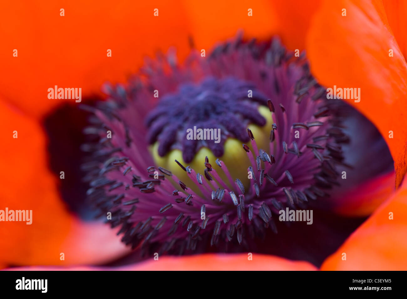 Une seule macro image   Papaver orientale de pavot oriental rouge Banque D'Images