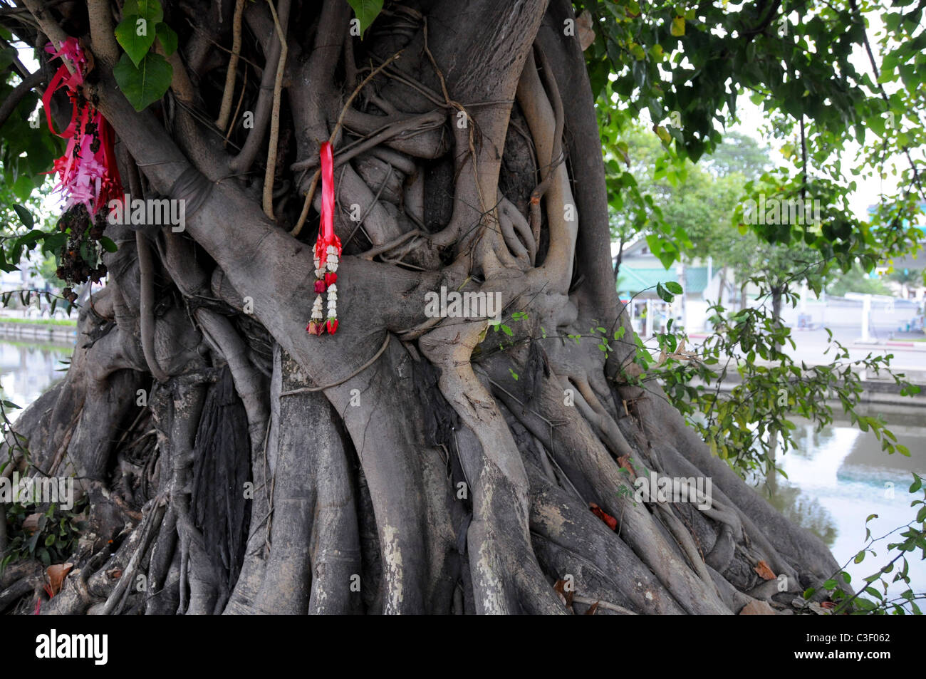 Des guirlandes de fleurs sont en racines tordues et les branches de cet arbre en Thailande Banque D'Images